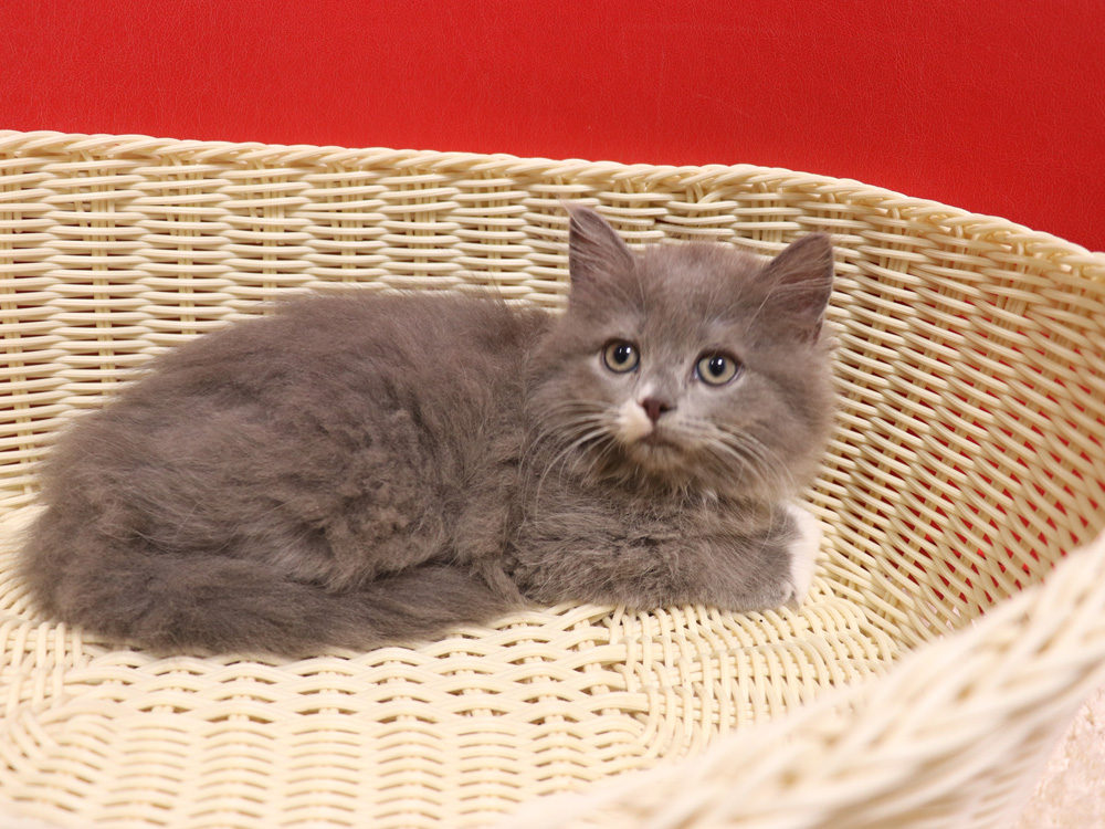 スコティッシュフォールドの子猫画像
