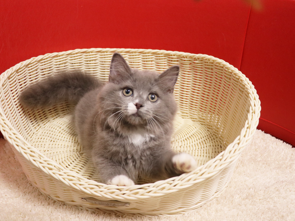スコティッシュフォールドの子猫画像