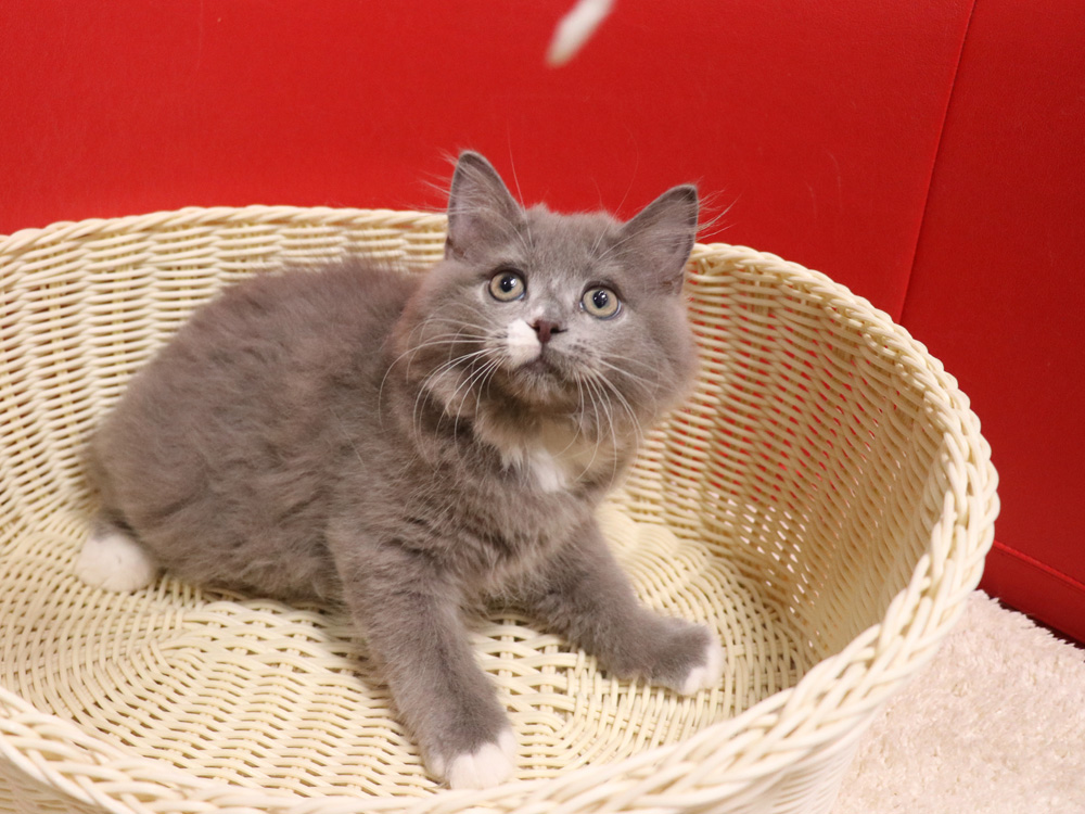 スコティッシュフォールドの子猫画像