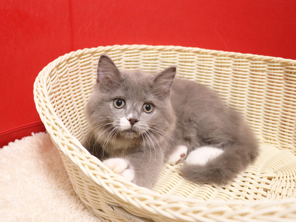 スコティッシュフォールドの子猫画像