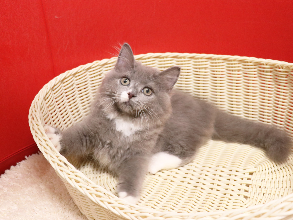 スコティッシュフォールドの子猫画像