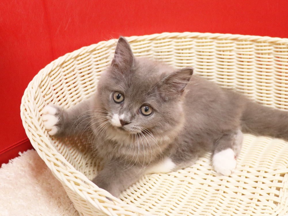 スコティッシュフォールドの子猫画像