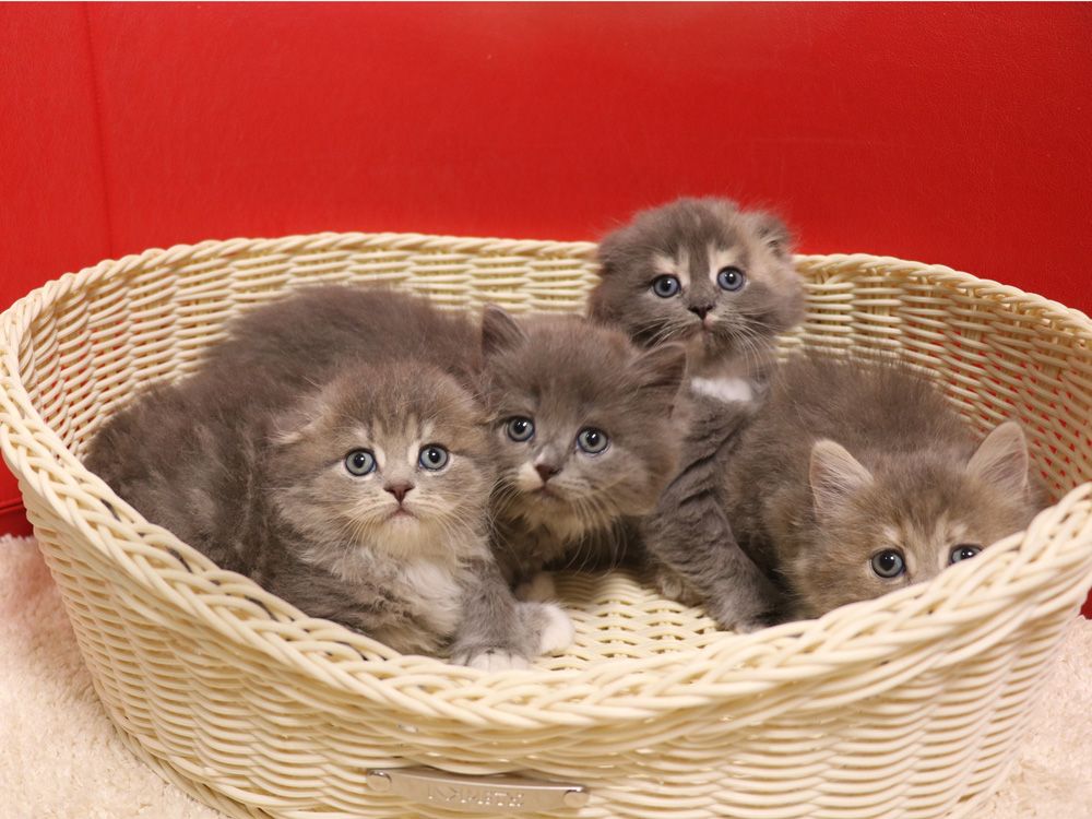 スコティッシュフォールドの子猫画像
