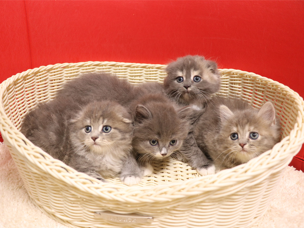 スコティッシュフォールドの子猫画像