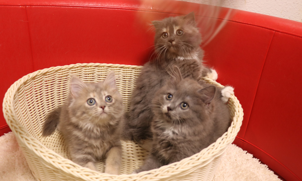 スコティッシュフォールドの子猫画像