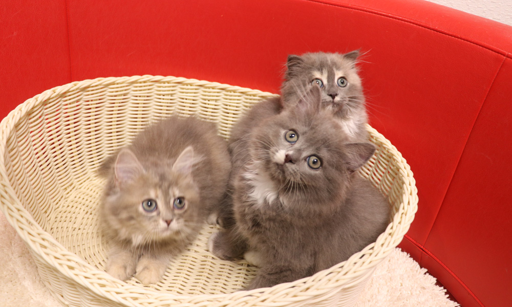 スコティッシュフォールドの子猫画像