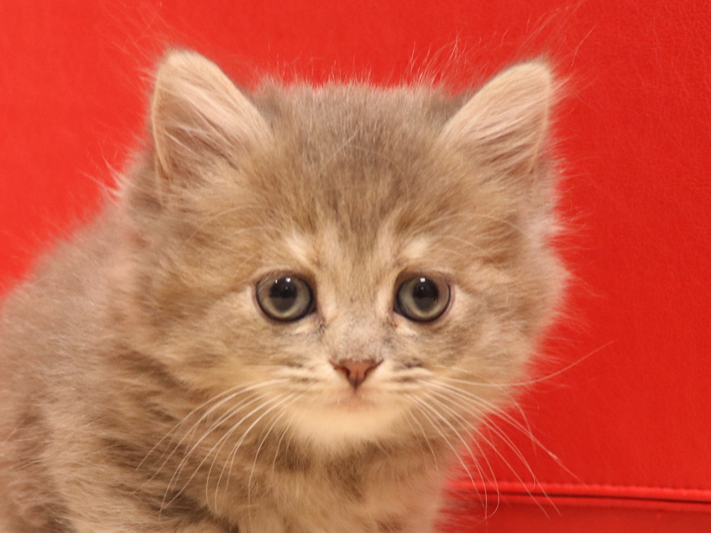 スコティッシュフォールドの子猫画像