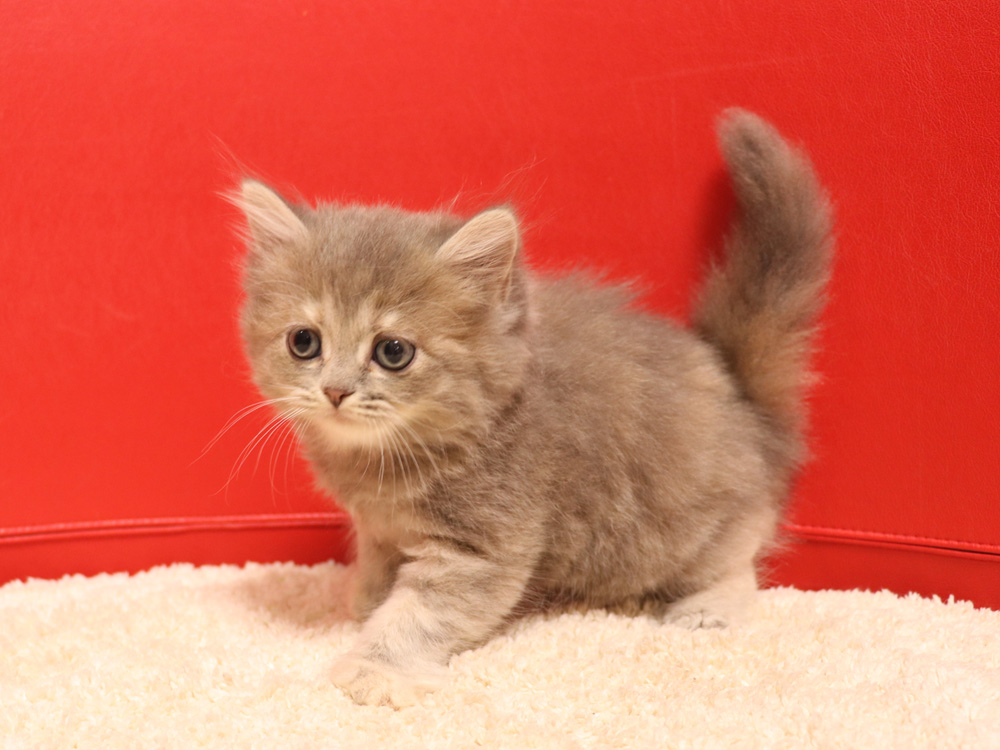スコティッシュフォールドの子猫画像