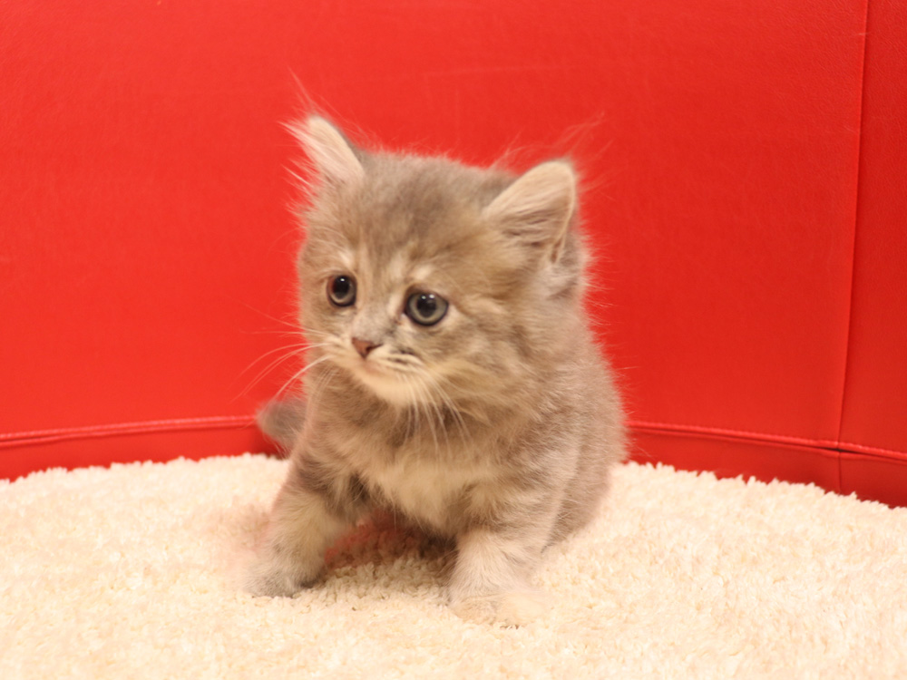 スコティッシュフォールドの子猫画像