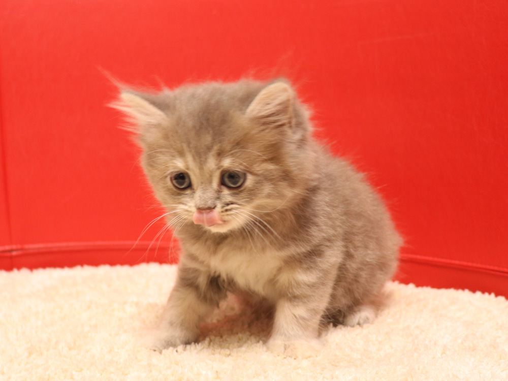 スコティッシュフォールドの子猫画像