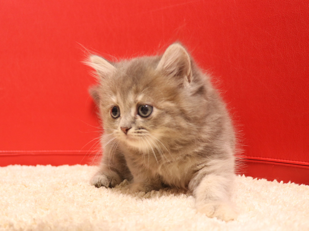スコティッシュフォールドの子猫画像