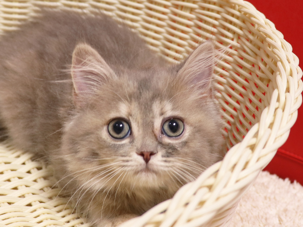 スコティッシュフォールドの子猫画像