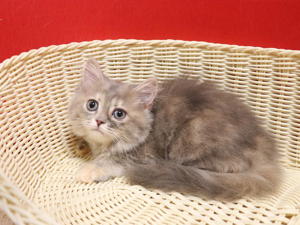 スコティッシュフォールドの子猫画像