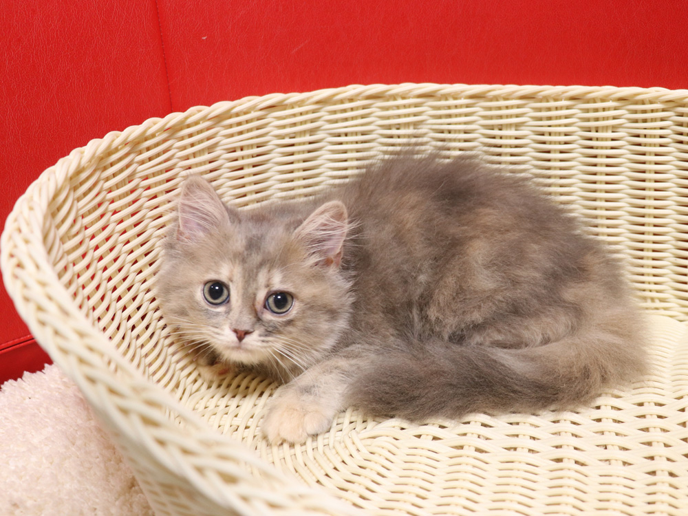 スコティッシュフォールドの子猫画像