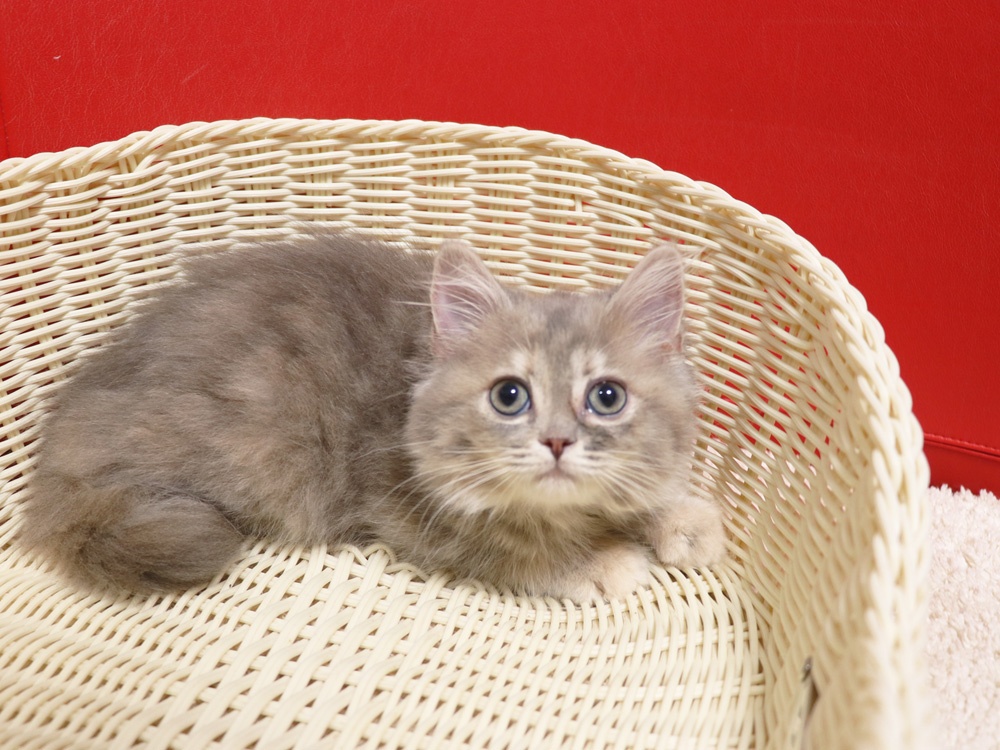 スコティッシュフォールドの子猫画像