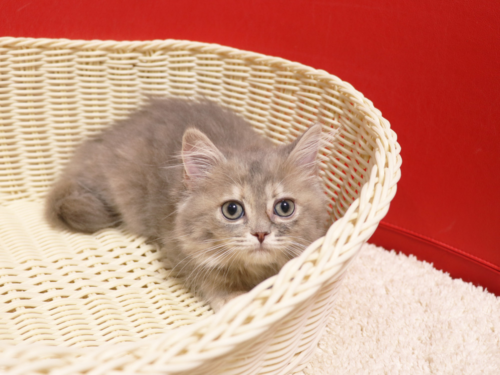 スコティッシュフォールドの子猫画像