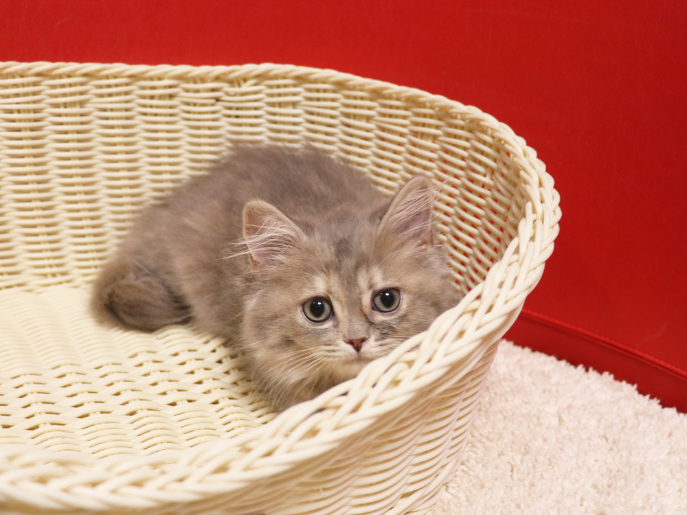スコティッシュフォールドの子猫画像