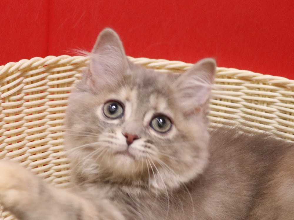 スコティッシュフォールドの子猫画像