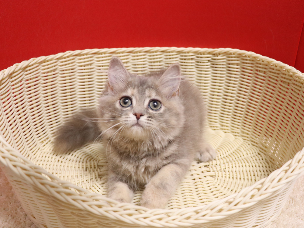 スコティッシュフbールドの子猫画像