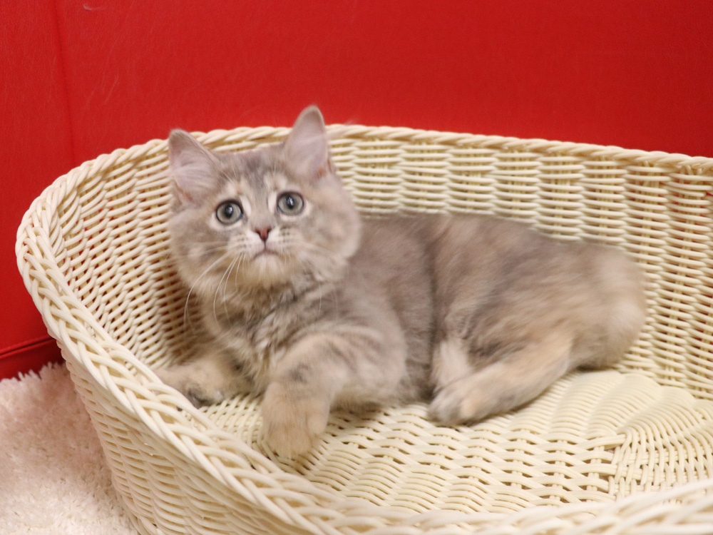 スコティッシュフォールドの子猫画像