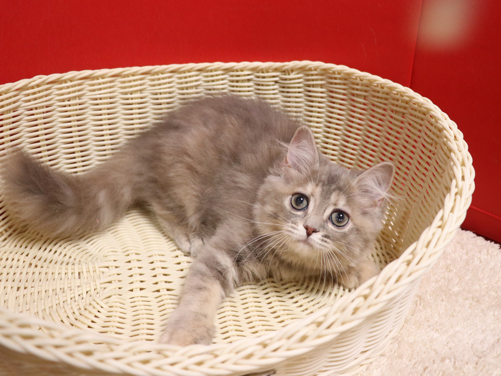 スコティッシュフォールドの子猫画像