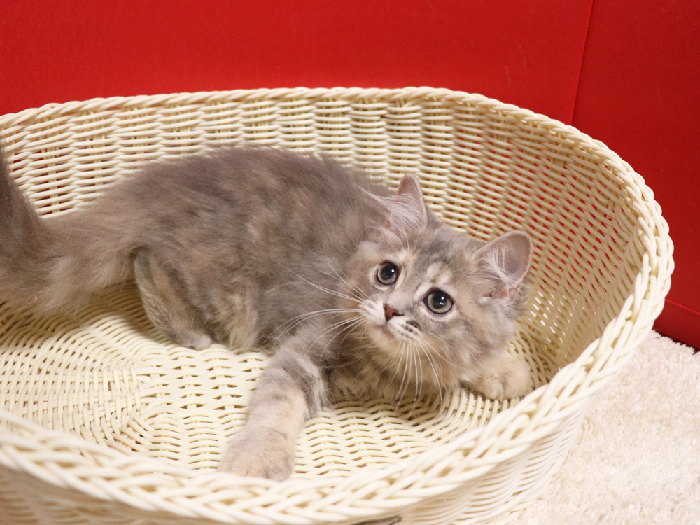 スコティッシュフォールドの子猫画像