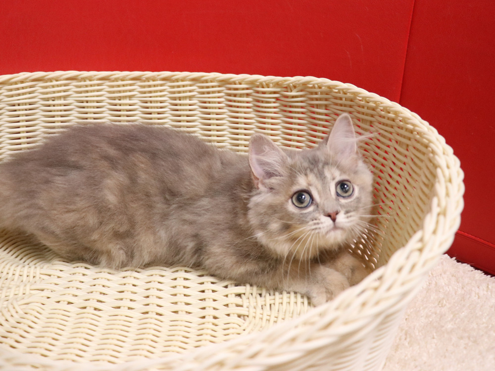 スコティッシュフォールドの子猫画像