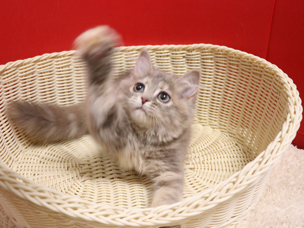 スコティッシュフォールドの子猫画像