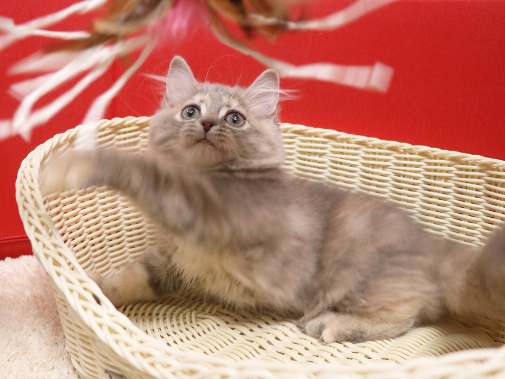 スコティッシュフォールドの子猫画像