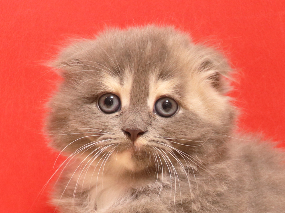 スコティッシュフォールドの子猫画像