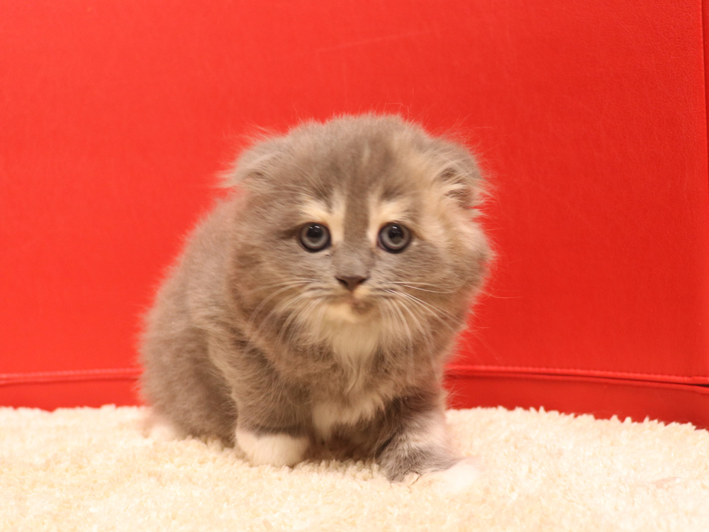スコティッシュフォールドの子猫画像