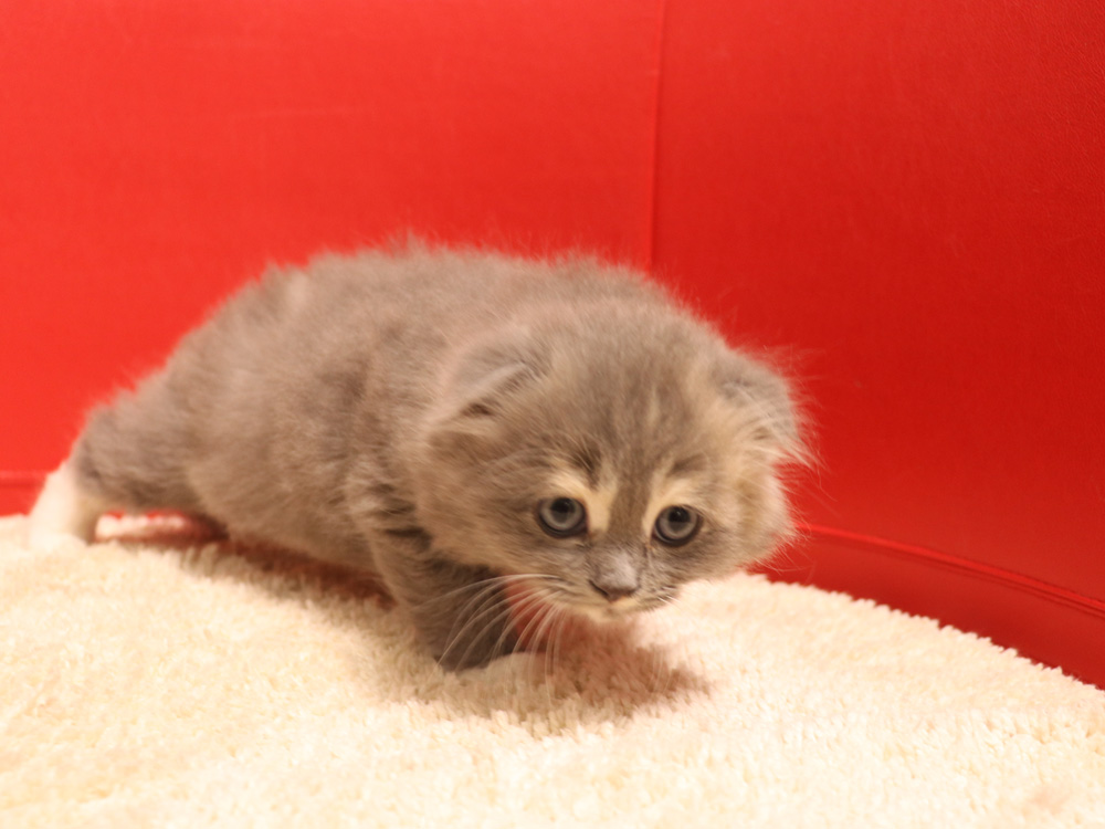スコティッシュフォールドの子猫画像