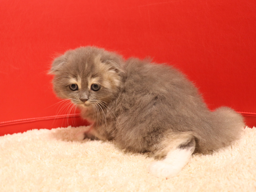 スコティッシュフォールドの子猫画像