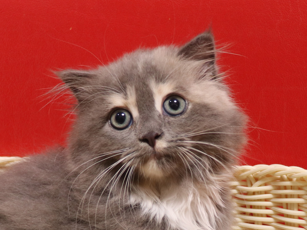スコティッシュフォールドの子猫画像