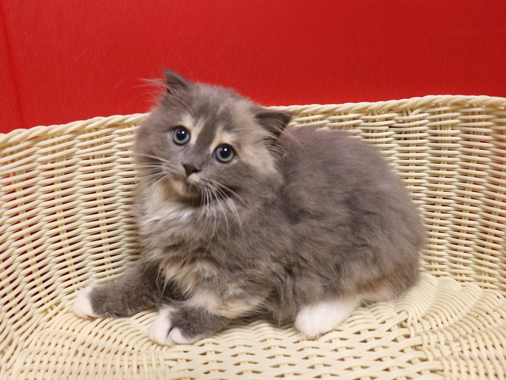 スコティッシュフォールドの子猫画像