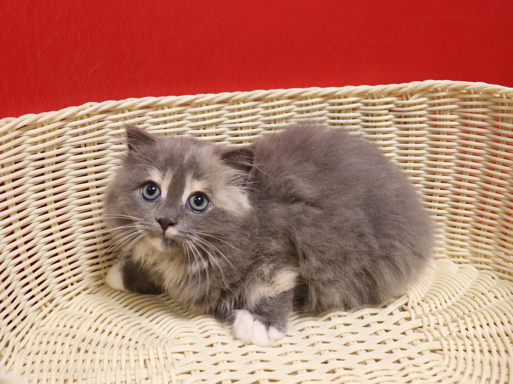 スコティッシュフォールドの子猫画像