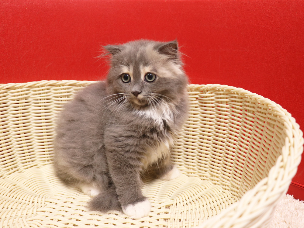 スコティッシュフォールドの子猫画像