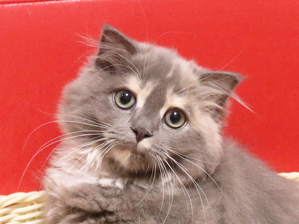 スコティッシュフォールドの子猫画像