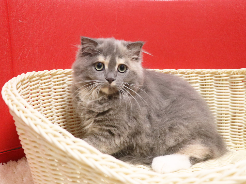 スコティッシュフbールドの子猫画像