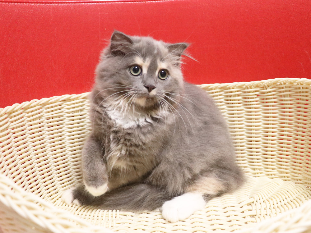 スコティッシュフォールドの子猫画像