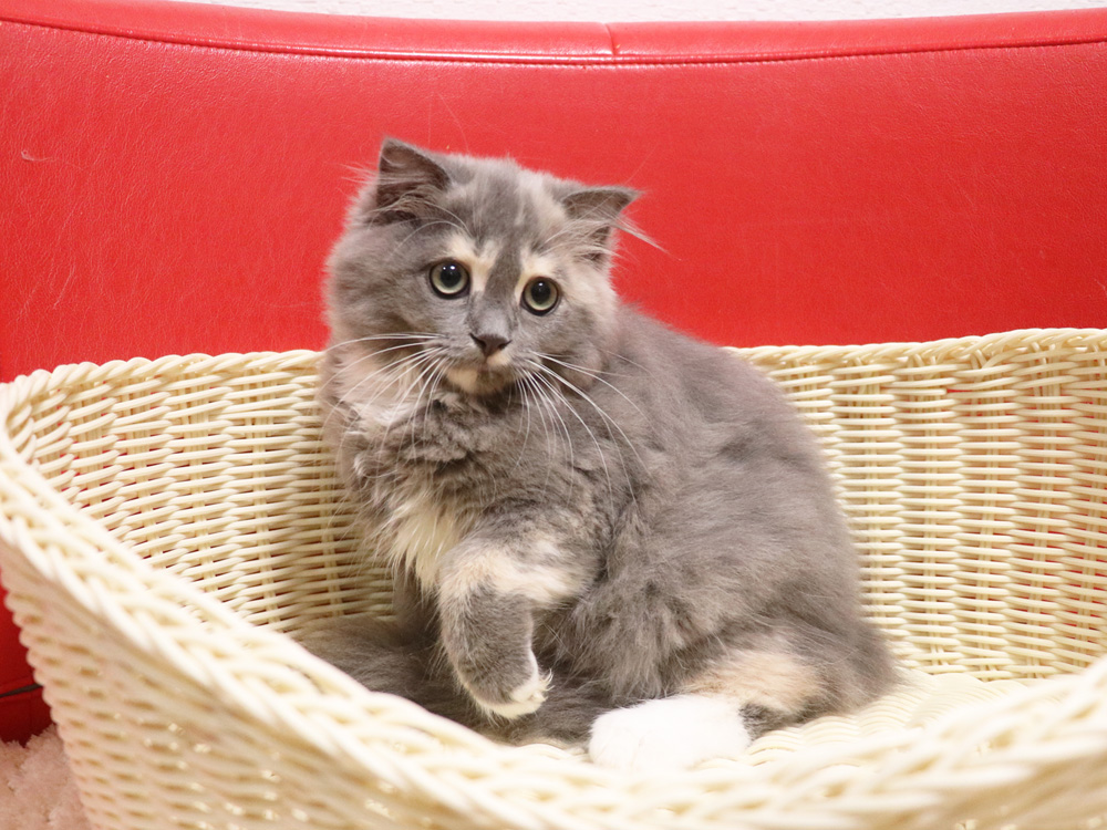スコティッシュフォールドの子猫画像