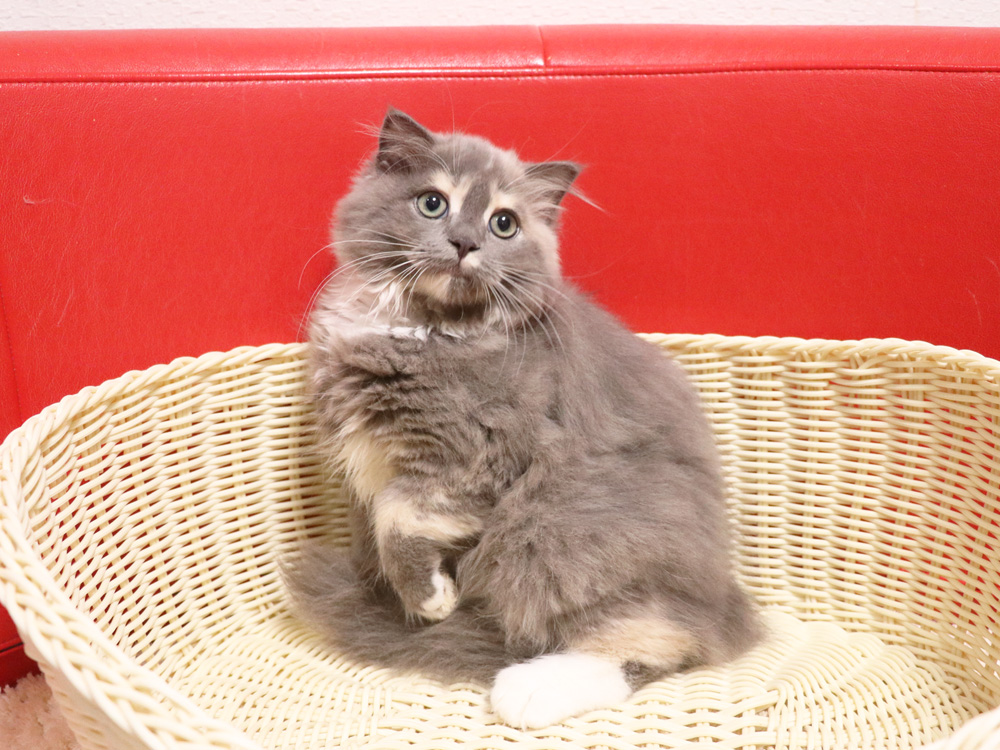 スコティッシュフォールドの子猫画像