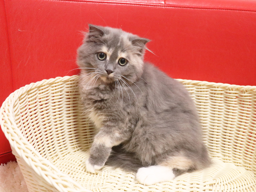 スコティッシュフォールドの子猫画像