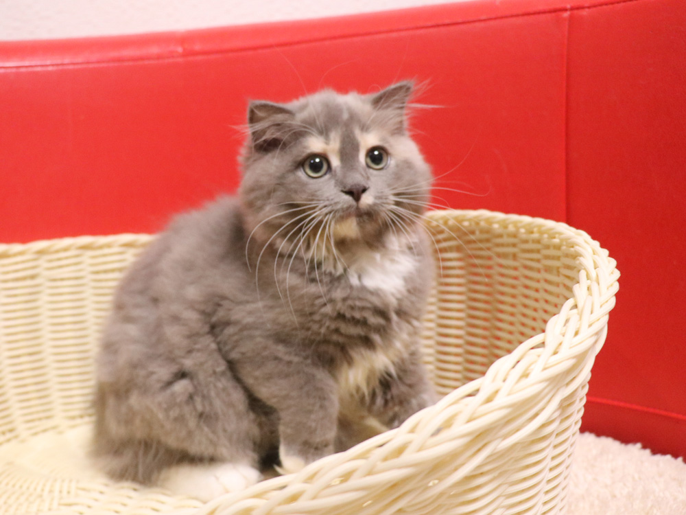 スコティッシュフォールドの子猫画像