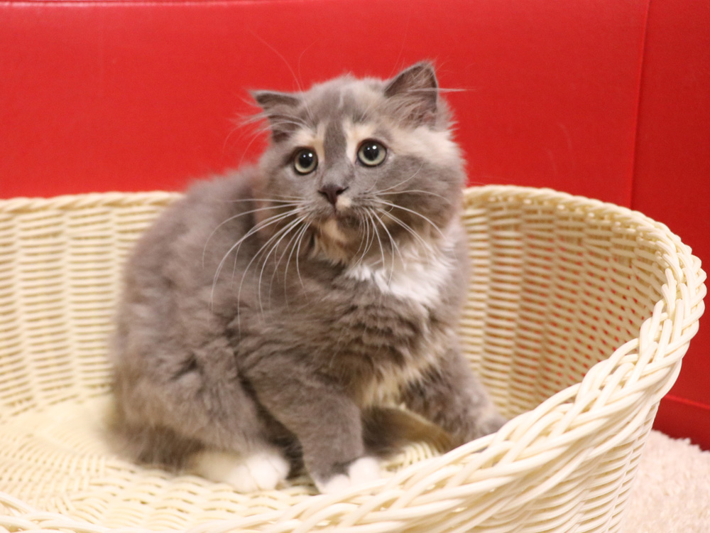 スコティッシュフォールドの子猫画像