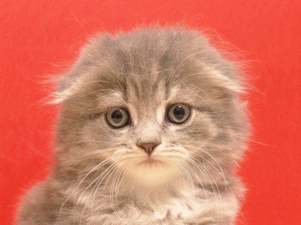 スコティッシュフォールドの子猫画像