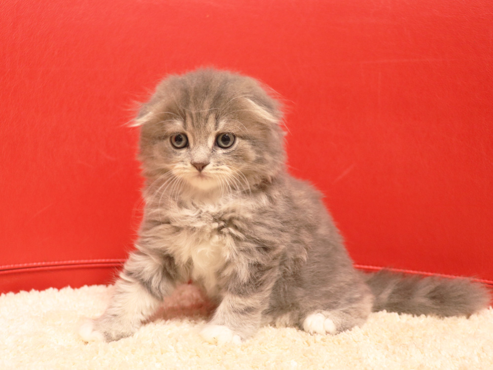 スコティッシュフォールドの子猫画像