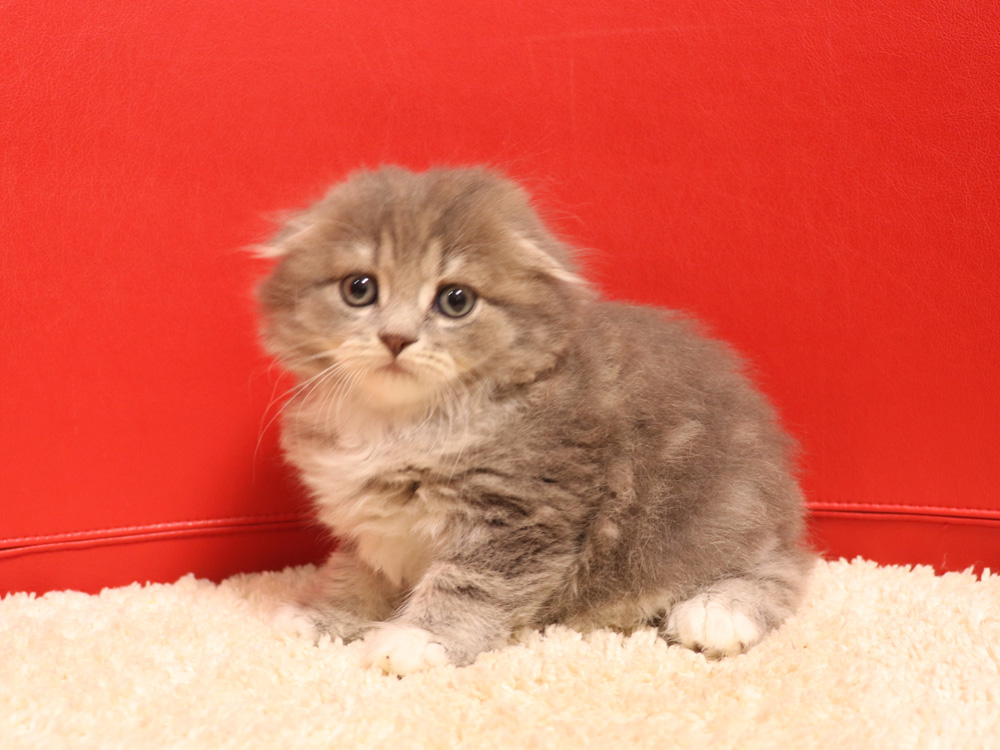 スコティッシュフォールドの子猫画像