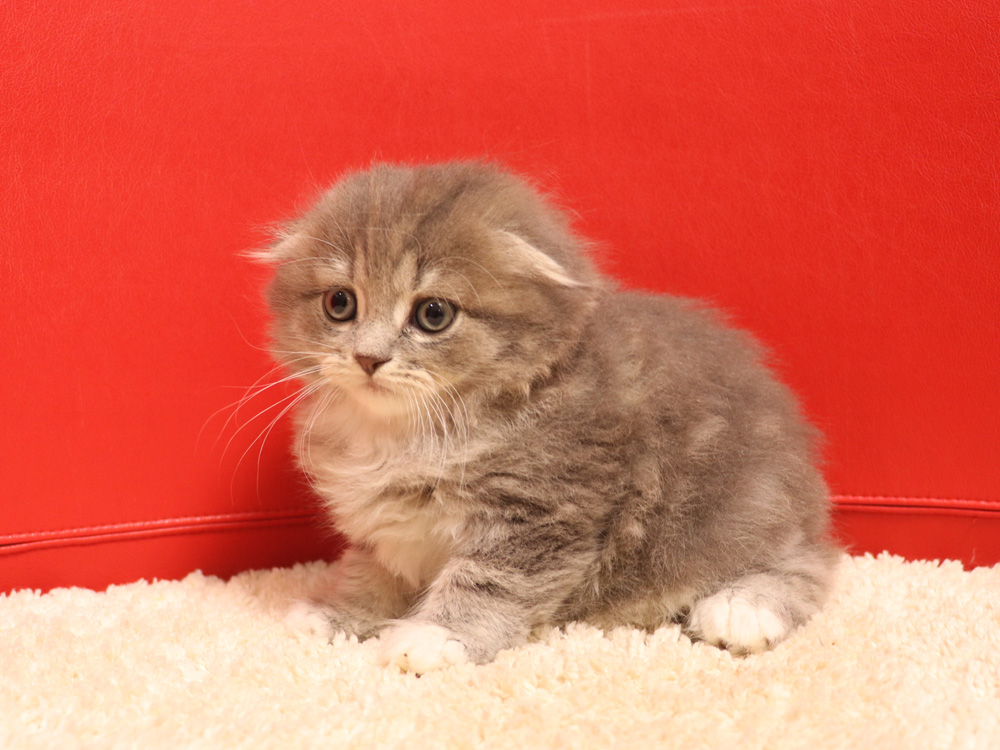 スコティッシュフォールドの子猫画像
