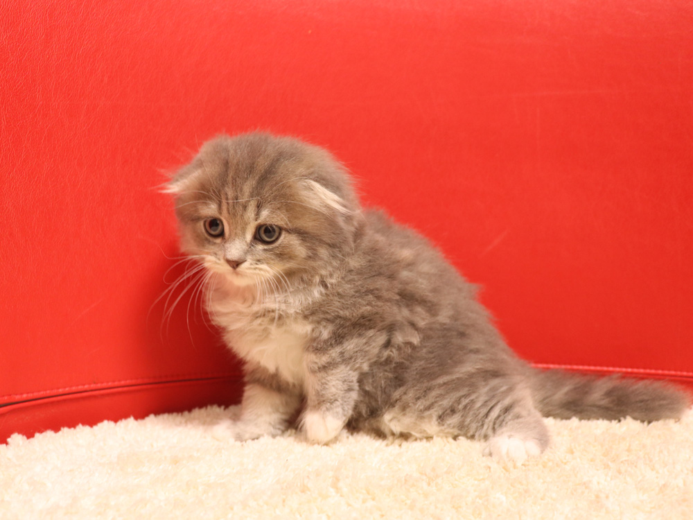 スコティッシュフォールドの子猫画像